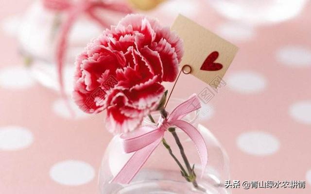 康乃馨的图片大全大图（康乃馨好看图片）