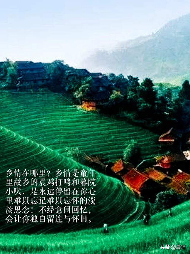 花语是什么（紫罗兰花语是什么）