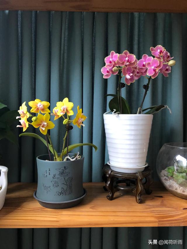 各种漂亮花朵图片（各种漂亮花朵图片大全）