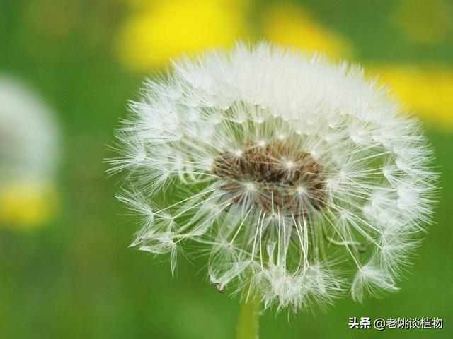 植物是怎么传播种子（植物是怎么传播种子的动画片）