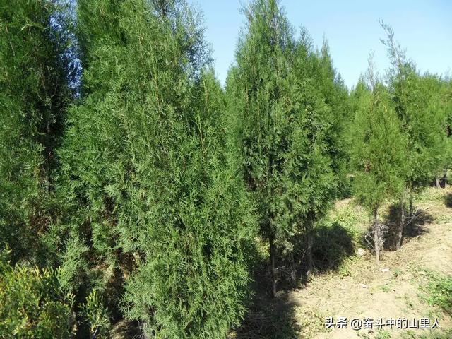 北方绿化苗木品种大全图册