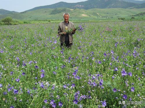 自贡鲜花速递(自贡鲜花预订)