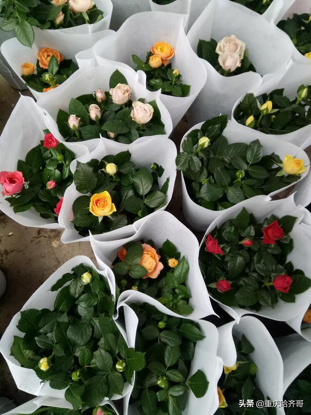 花在哪里买(王者荣耀的花花在哪里买)