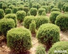 未来10大暴利种植树木(农村栽什么树最赚钱)