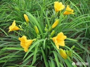 金娃娃萱草(金娃娃萱草是黄花菜吗)