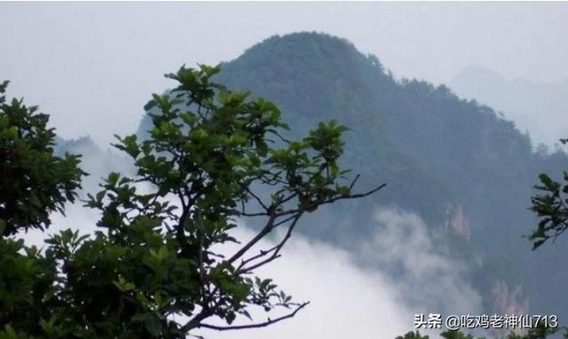 3米高迎客松多少钱一棵(42棵迎客松)