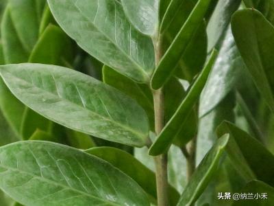 金钱树怎样养才能又粗又绿(金钱树怎样养才能又粗又绿呢)