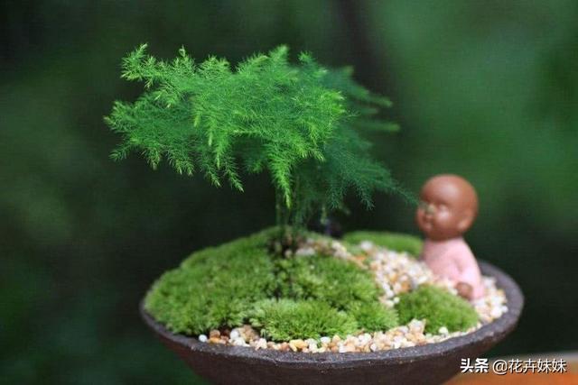 7种适合卧室养的植物(7种适合卧室养的植物有哪些)