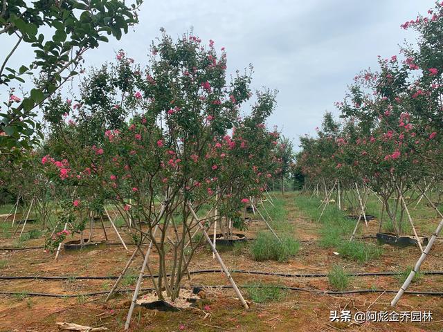 树苗(树苗采购合同范本)