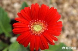 适合送男生的花(适合送男生的花几朵比较好)