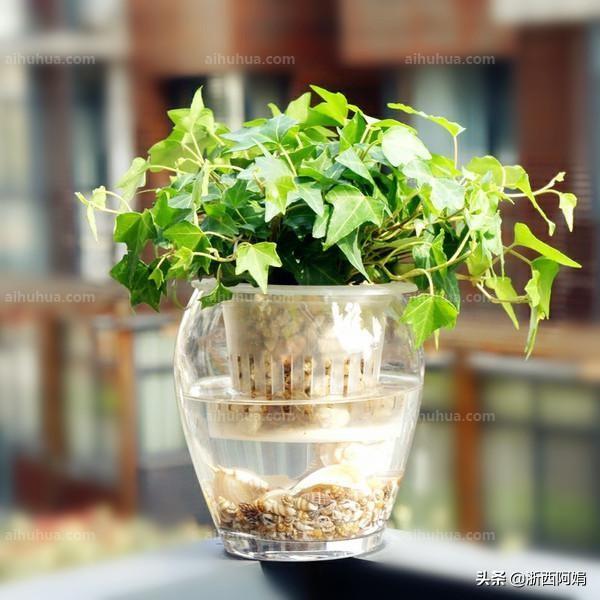 不需要阳光又好养的花(完全不需要阳光的花)