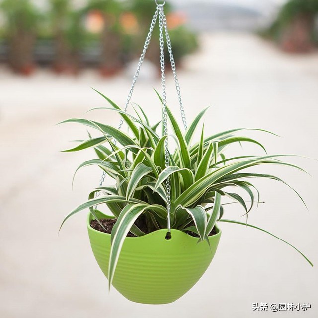 晚上释放氧气的植物排名_晚上可以释放氧气的植物