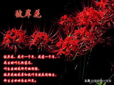 各种颜色彼岸花的花语和名称