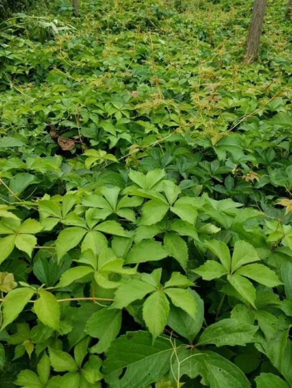 100种爬山虎图片_100种爬山虎图片大全