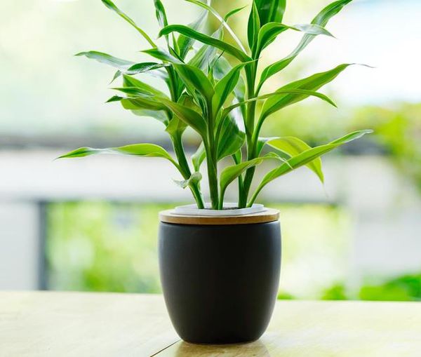 富贵竹水里放盐还是糖_富贵竹换水还是添水