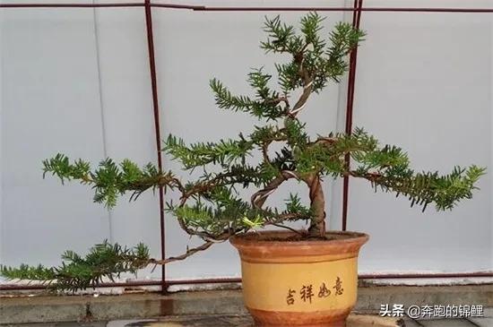 附近哪里有罗汉松苗木场_那里有罗汉松幼苗批发