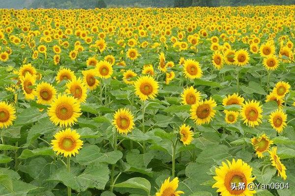 向日葵寓意和象征_向日葵寓意和象征风水