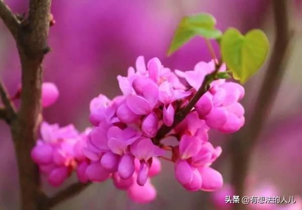 哪些花不在春天开_哪些花不在春天开放