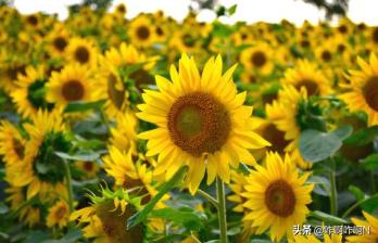 太阳花的花语是什么(太阳花的花语是什么意思 寓意)