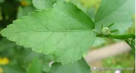 木槿花高清图片_木槿花图片动漫