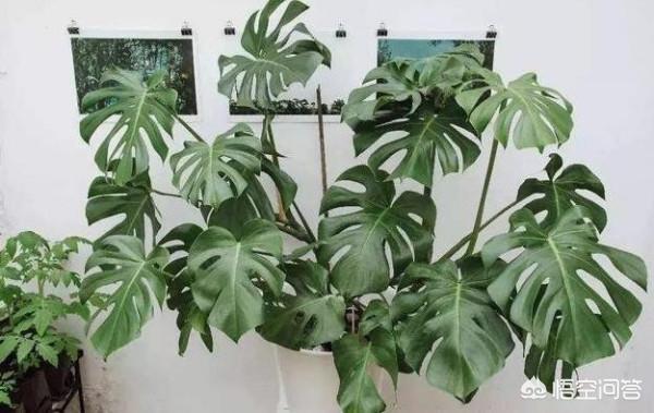 吸甲醛的植物前十名_吸甲醛的植物有什么