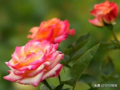 夏天开的是什么花_夏天开的是什么花图片