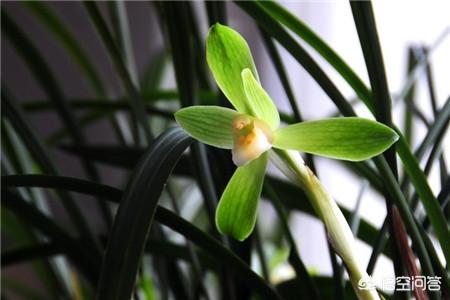 大兰花的养殖方法和注意事项