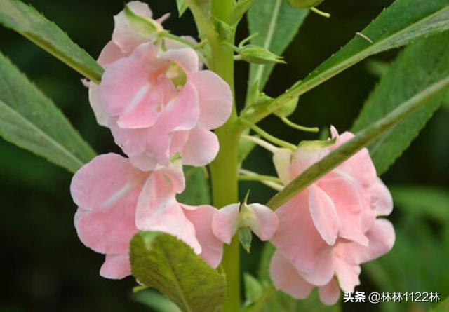 凤仙花种子的传播方式(凤仙花种子的传播方式有哪些)