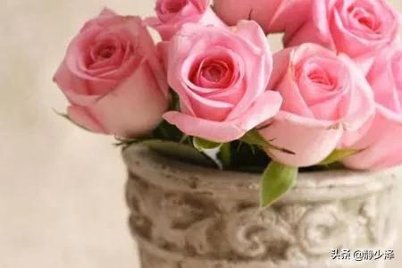 9朵玫瑰花语及寓意_9朵玫瑰代表什么爱情意思