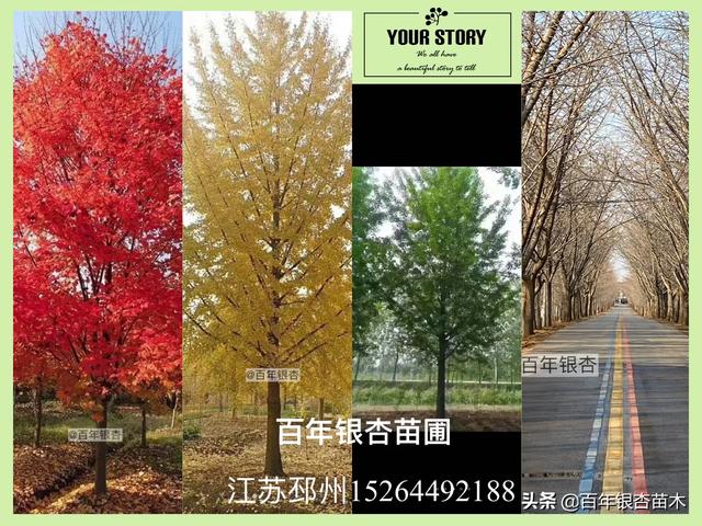 园林绿化树苗_园林绿化树苗成本票