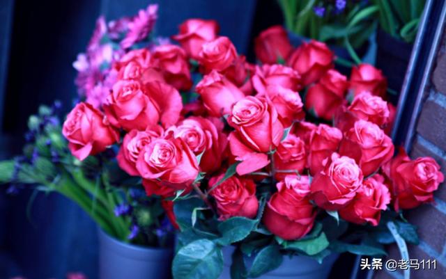 玫瑰的朵数以及含义_玫瑰花的朵数及其含义