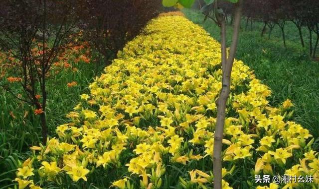 金娃娃萱草多少钱_金娃娃萱草养殖方法和注意事项