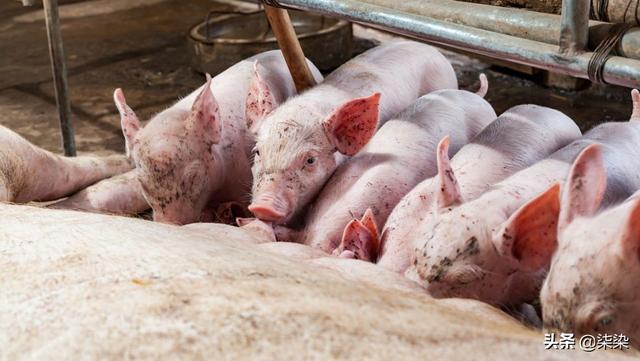 养殖业什么最赚钱农村_养殖业什么最赚钱农村养驴