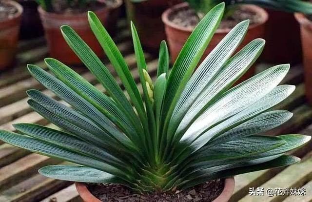 君子兰花图片高清_君子兰花图片高清大图江门新会司前晋利酒店电话