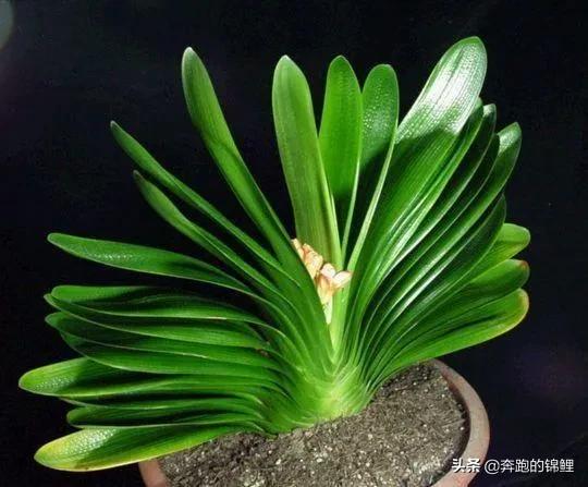 君子兰切根繁殖方法_君子兰怎么切一刀才能重新长