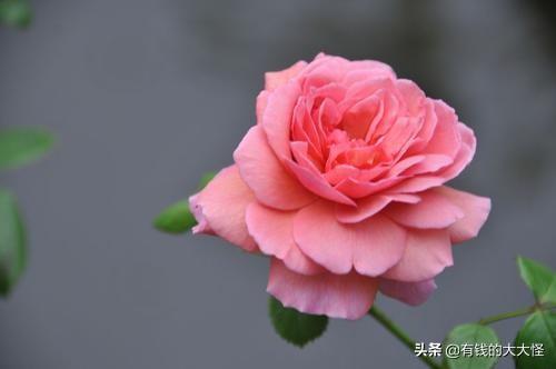 关于月季花的花语_关于月季花的花语是什么