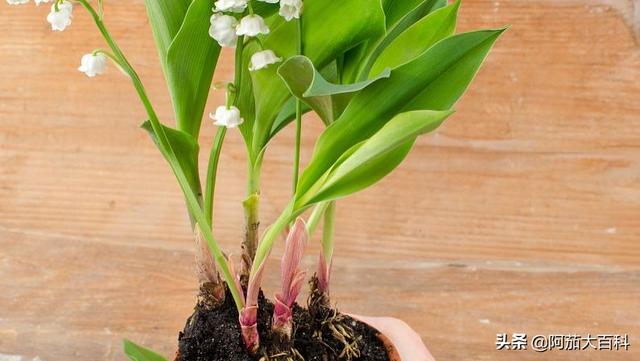 金鱼花吊兰植物怎么养_金鱼花吊兰植物怎么养才能开花