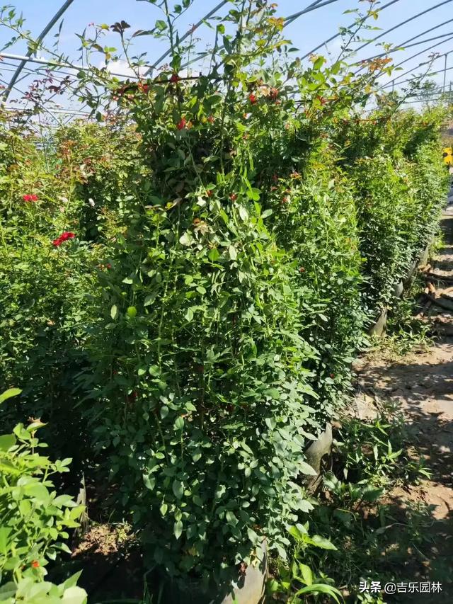 湖南比较大的苗木基地_湖南苗木市场有哪些