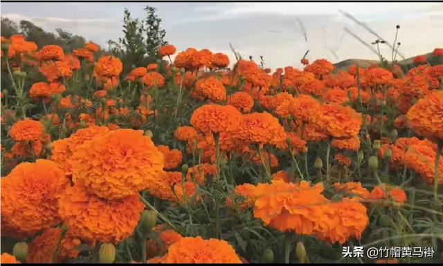 万寿菊收购价格_万寿菊收购价格明细