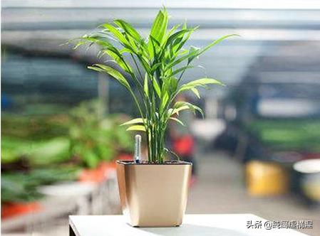 室内植物推荐_室内植物推荐大型植物