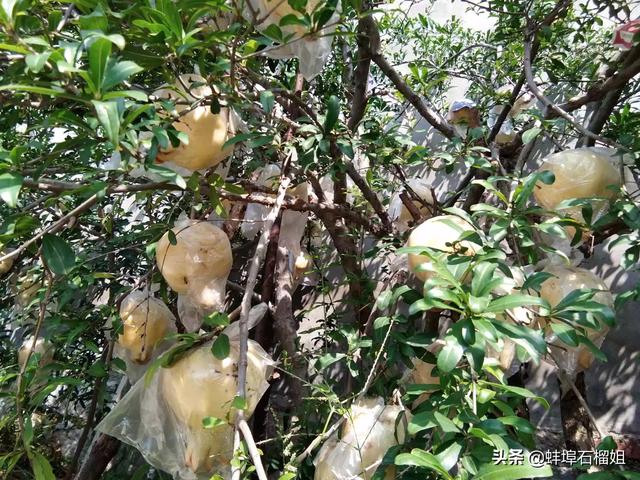 石榴树长什么样_石榴树长什么样子一年四季图片大全