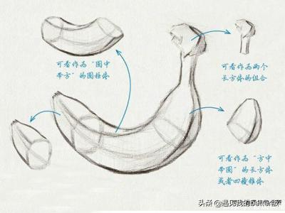 香蕉树简笔画_香蕉树简笔画图片