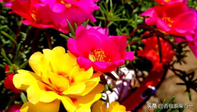 太阳花的花语我的眼你_太阳花的眼睛