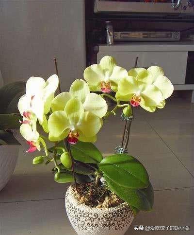 蝴蝶兰开花后的养殖方法和注意事项