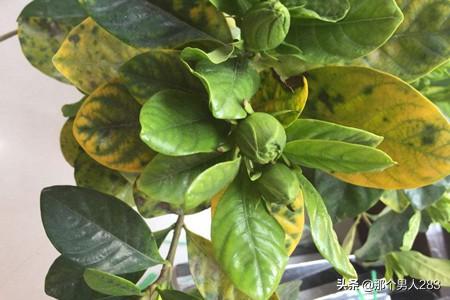 栀子花叶子发黄的原因_栀子花叶子发黄咋回事