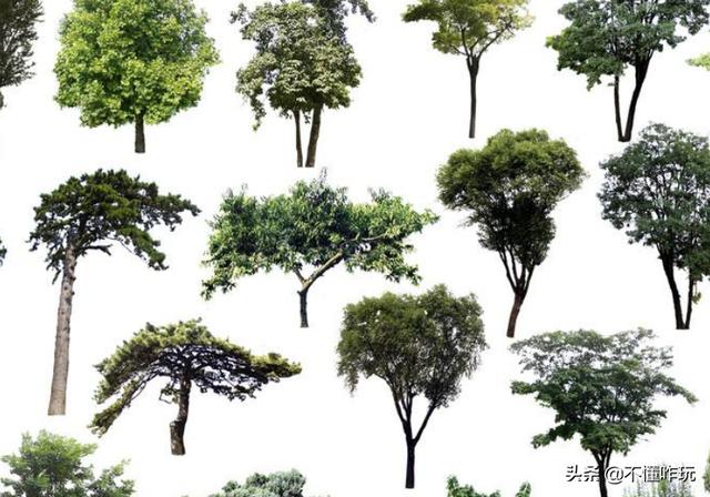 花树图片大全_花树图片大全高清