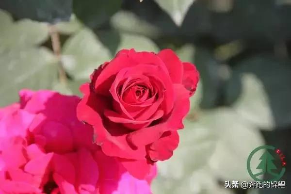 梅花种子怎么种_梅花种子的种植方法和注意事项