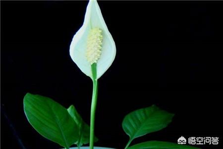 白掌怎么养_白掌怎么养才能开花更旺盛