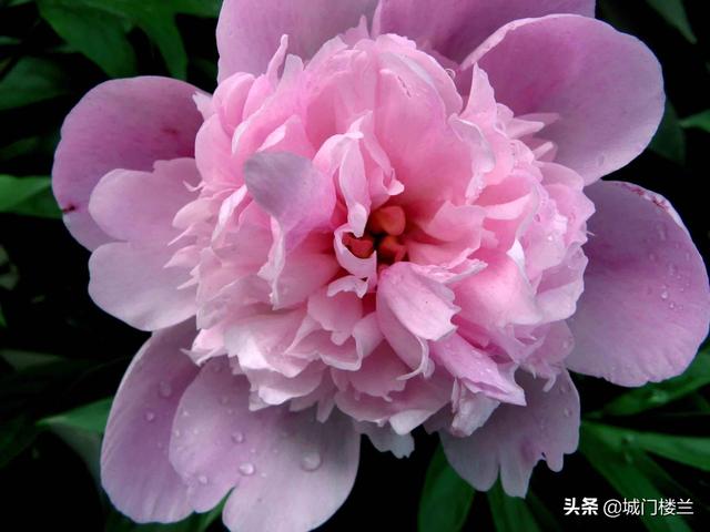 芍药花的花语含义_芍药花的花语是什么意思