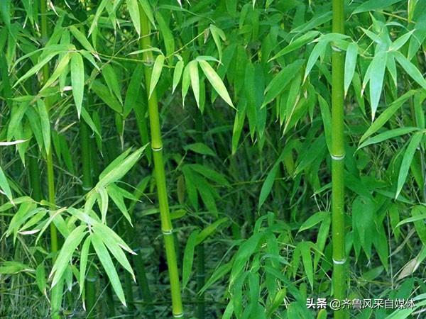 南方竹林下面种植什么好_竹林下面适合种植什么